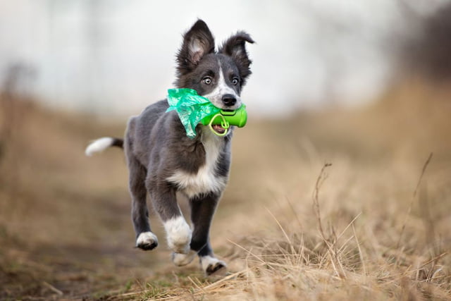 Was der Hundekot über die Ernährung Ihres Hundes aussagt